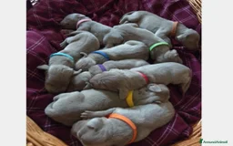 Weimaraner cani in vendita: WEIMARANER SPLENDIDE CUCCIOLE a Città Metropolitana di Torino - Immagine 13