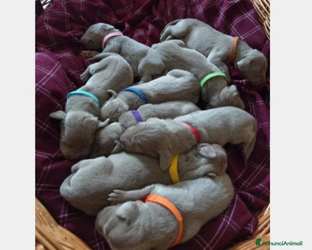 Weimaraner cani in vendita: WEIMARANER SPLENDIDE CUCCIOLE a Città Metropolitana di Torino - Immagine 13
