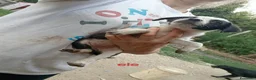 Meticcio cani in regalo: Cuccioli di taglia media piccola  - Annuncio 2