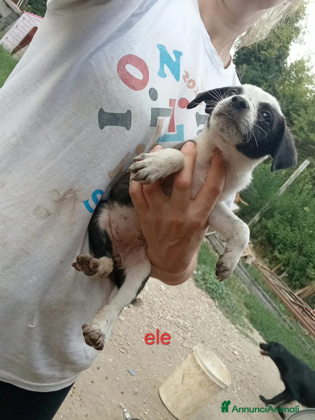 Meticcio cani in regalo: Cuccioli di taglia media piccola  - Annuncio 2