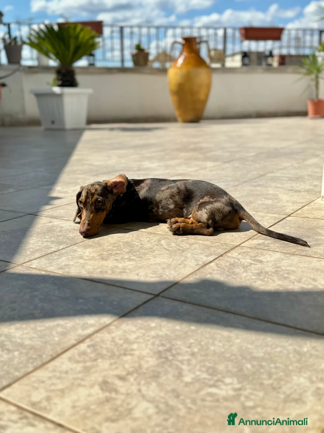 Bassotto cani per accoppiamento: Disponibile bassotto Arlecchino per monta - Annuncio 4