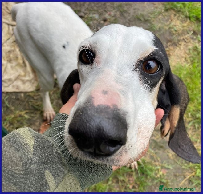 Segugio cani MOIRA 7anni dolcissima segugia - Annuncio 10