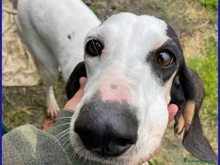 Segugio cani MOIRA 7anni dolcissima segugia - Annuncio 13