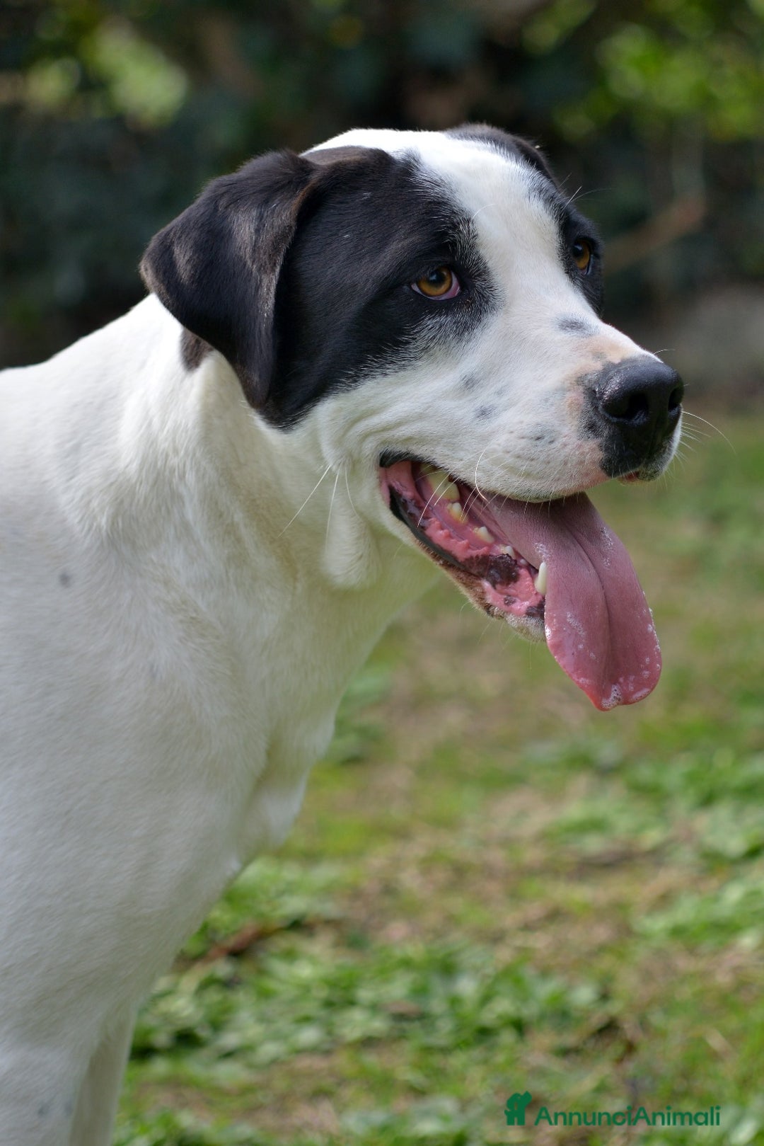 Meticcio cani in regalo: IL BELLISSIMO CIRO TI STA ASPETTANDO - Annuncio 4