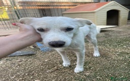 Meticcio cani in regalo: IL DOLCE E PICCOLO PLUTO a Città metropolitana di Roma Capitale - Immagine 5