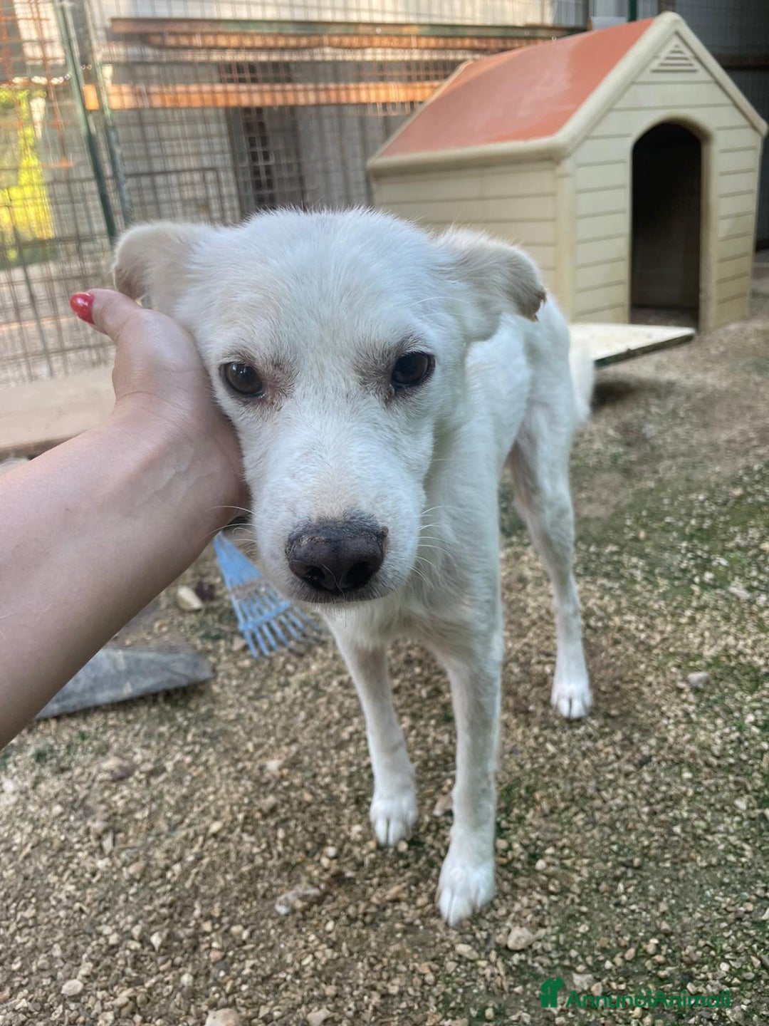 Meticcio cani in regalo: IL DOLCE E PICCOLO PLUTO a Città metropolitana di Roma Capitale - Immagine 5