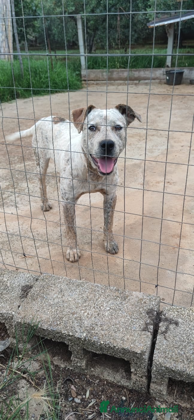 Meticcio cani Molossino 18mesi solo tutto il giorno.CALABRIA SOS a Città metropolitana di Milano - Annuncio 35