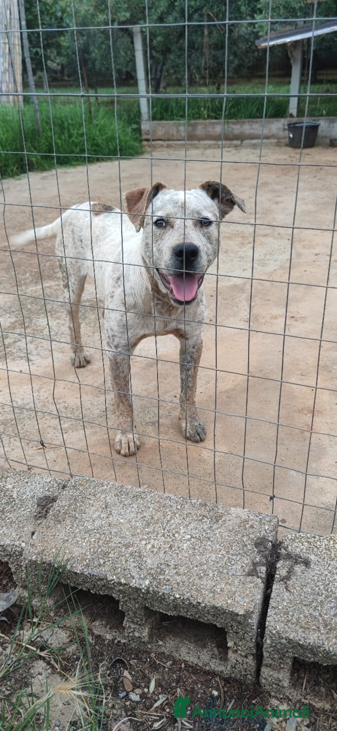 Meticcio cani in regalo: Molossino 18mesi solo tutto il giorno.CALABRIA SOS a Città metropolitana di Milano - Annuncio 1