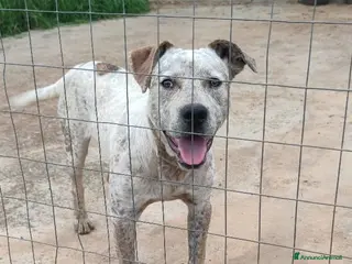 Meticcio cani Molossino 18mesi solo tutto il giorno.CALABRIA SOS a Città metropolitana di Milano - Annuncio 16