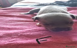 Pitbull cani in vendita: Cuccioli di pitbull a Città Metropolitana di Genova - Immagine 8