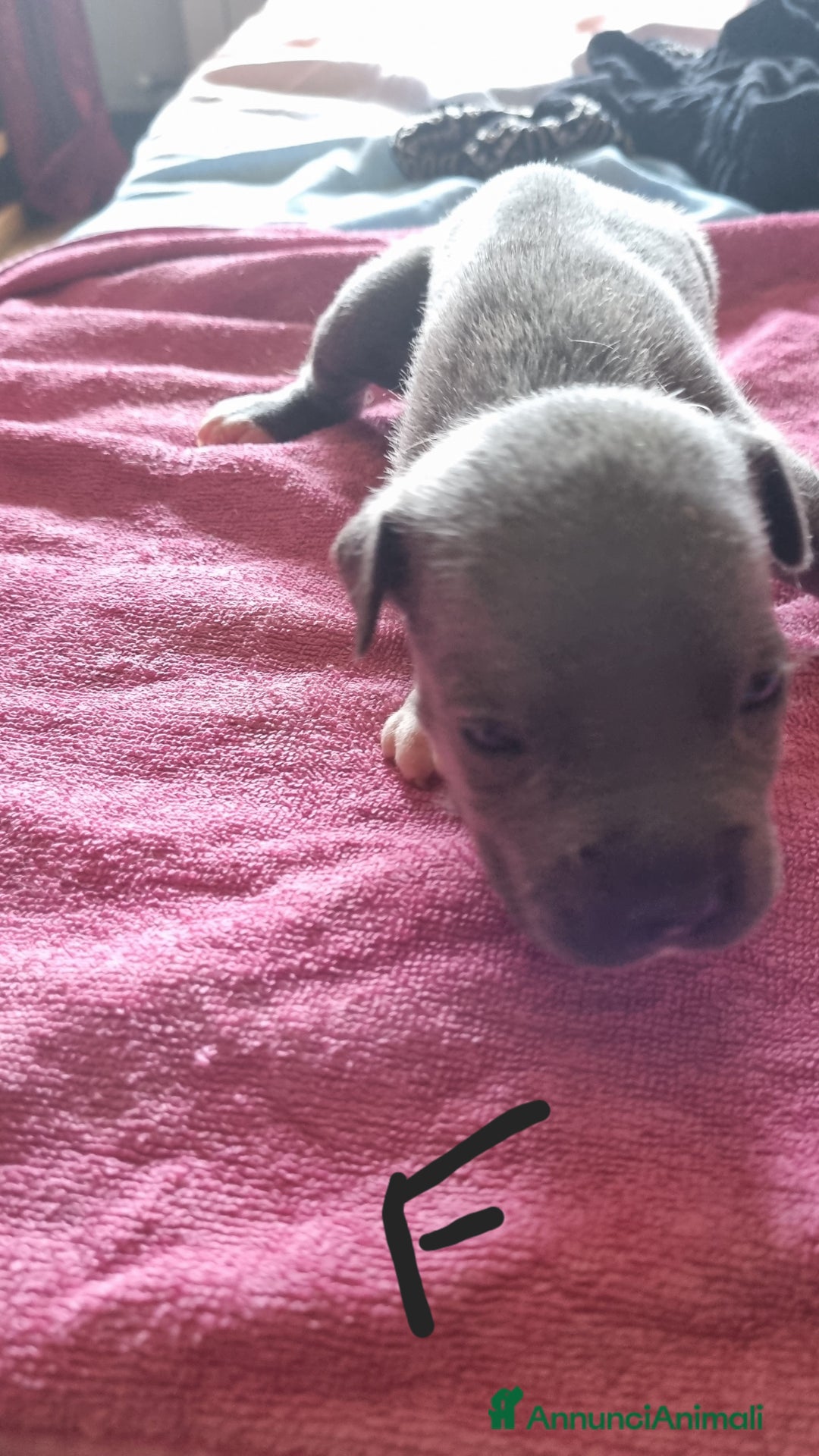 Pitbull cani in vendita: Cuccioli di pitbull a Città Metropolitana di Genova - Immagine 8