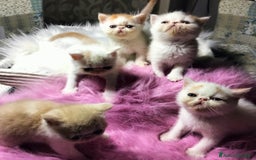 Exotic Shorthair gatti in vendita: Exotic Shorthair allevamento Exodora Sikelia  a Città metropolitana di Catania - Immagine 20