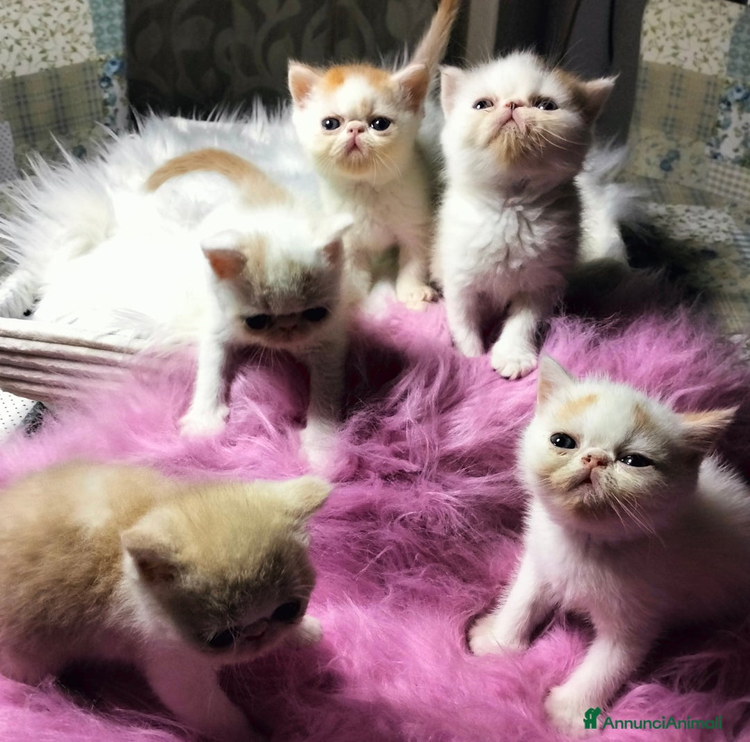 Exotic Shorthair gatti in vendita: Exotic Shorthair allevamento Exodora Sikelia  a Città metropolitana di Catania - Immagine 20
