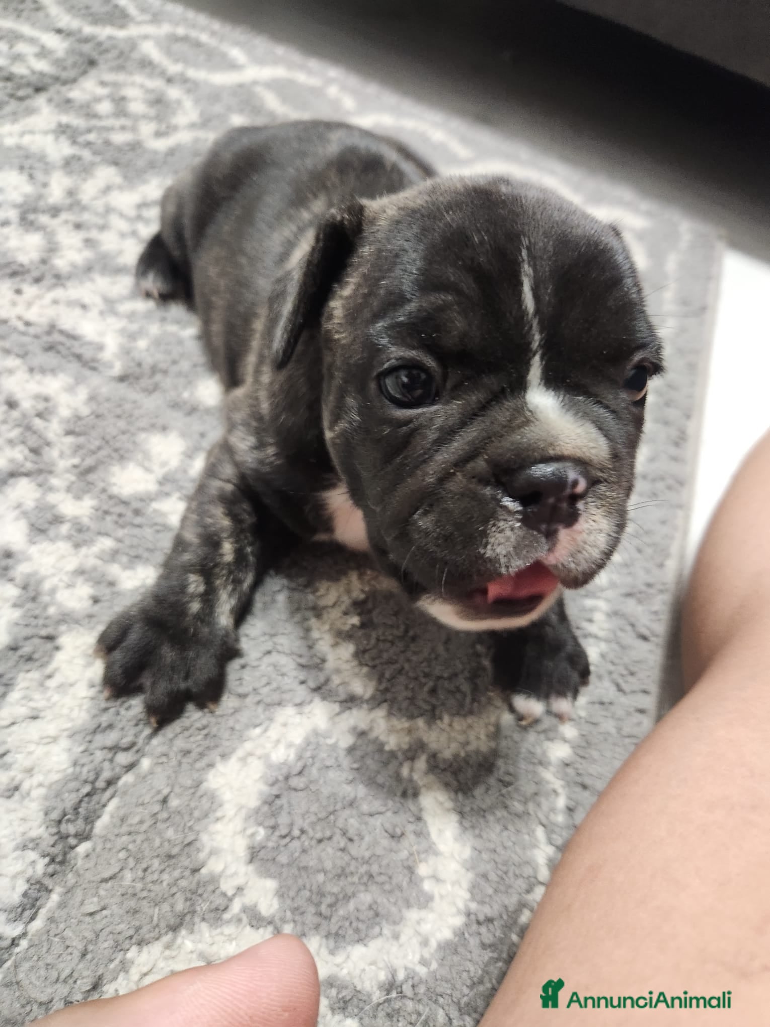 Bulldog Francese cani Bulldog francese  - Annuncio 10