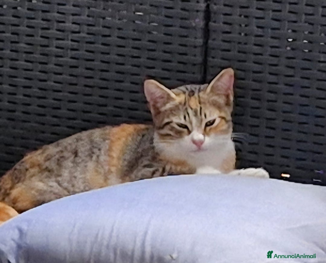 Europeo gatti in regalo: 3micine tricolori dai 3 ai 5 mesi VOGHERA URGENTE - Annuncio 3