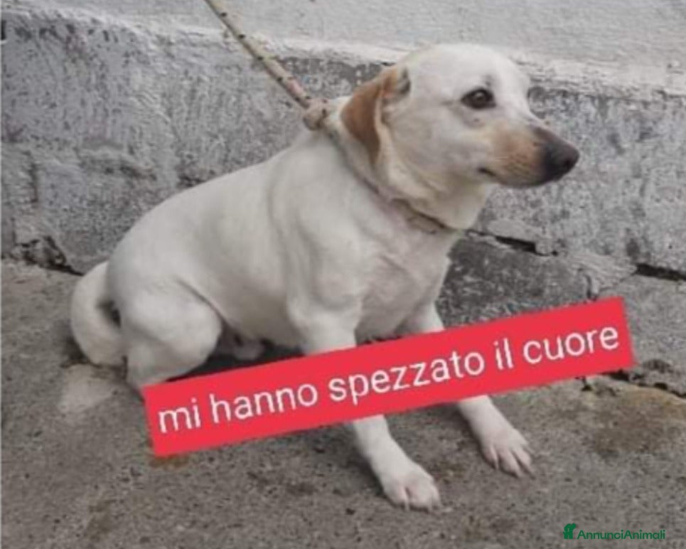Meticcio cani 6anni la sua famiglia gli ha spezzato il cuore!SUD - Annuncio 14