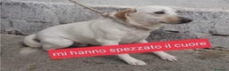 Meticcio cani in regalo: 6anni la sua famiglia gli ha spezzato il cuore!SUD a Milano - Annuncio 1