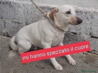 Meticcio cani 6anni la sua famiglia gli ha spezzato il cuore!SUD a Milano - Annuncio 36