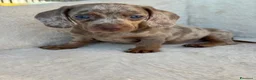 Bassotto cani in vendita: Bassotti cuccioli  - Annuncio 8