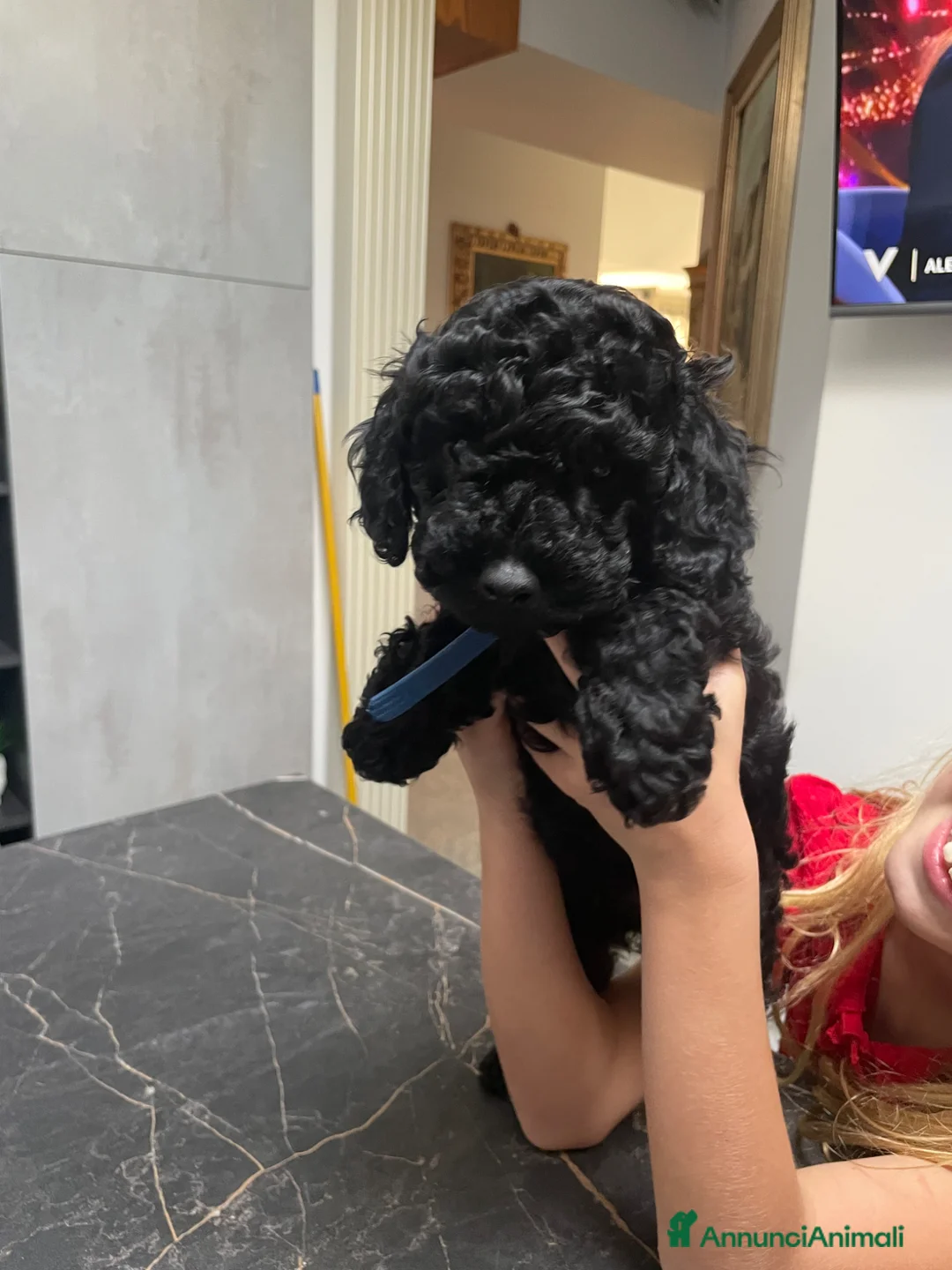 Barboncino cani in vendita: Vendo cucciolo barboncino  - Annuncio 2