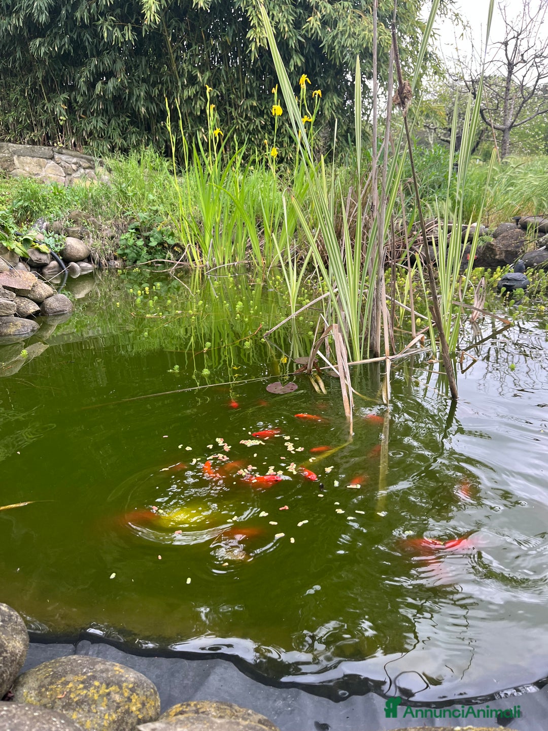 Altre razze gatti in vendita: Pesci rossi  - Annuncio 5