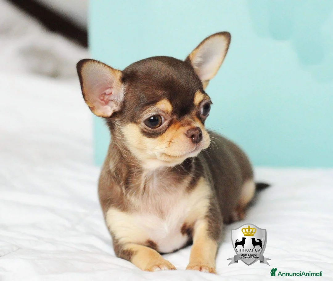 Immagine della galleria {{count}}