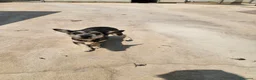 Meticcio cani in regalo: Bueno: taglia piccola, dolce e socievole  - Annuncio 4