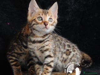 Bengala gatti Cuccioli Bengala – Il Fascino della Natura - Annuncio 3