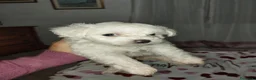 Maltese cani in vendita: Cuccioli maltese - Annuncio 6