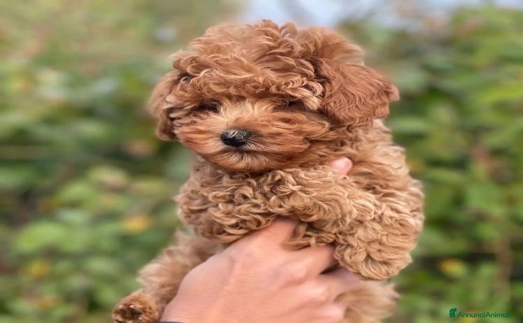 Barboncino cani - Annuncio 2