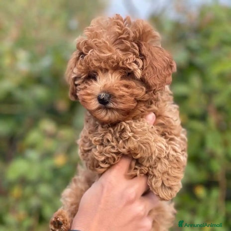 Barboncino cani Cuccioli Di Barboncino - Annuncio 3