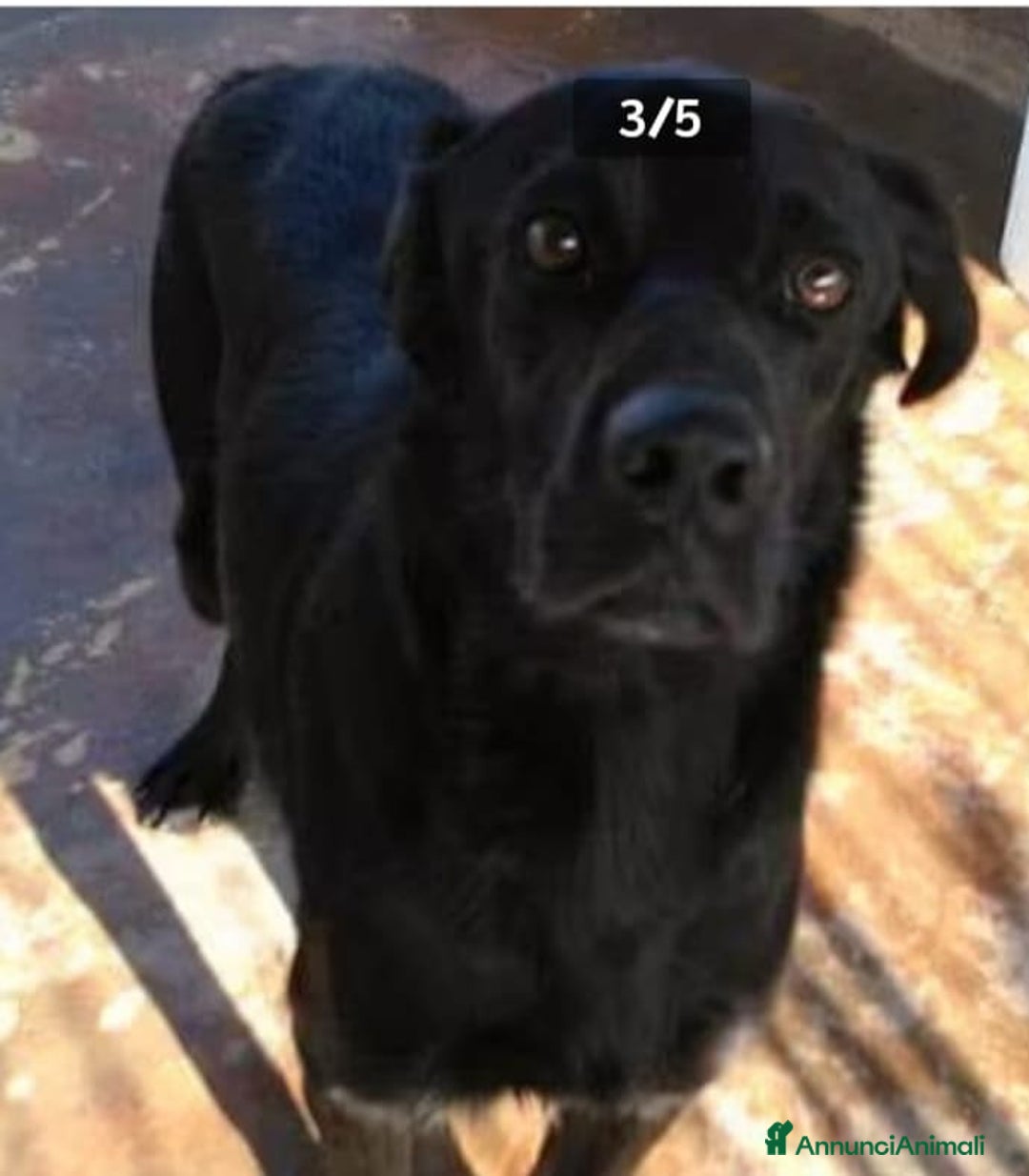 Meticcio cani in regalo: 5mesi preso come giocattolo x i figli,mollato! SUD - Annuncio 4