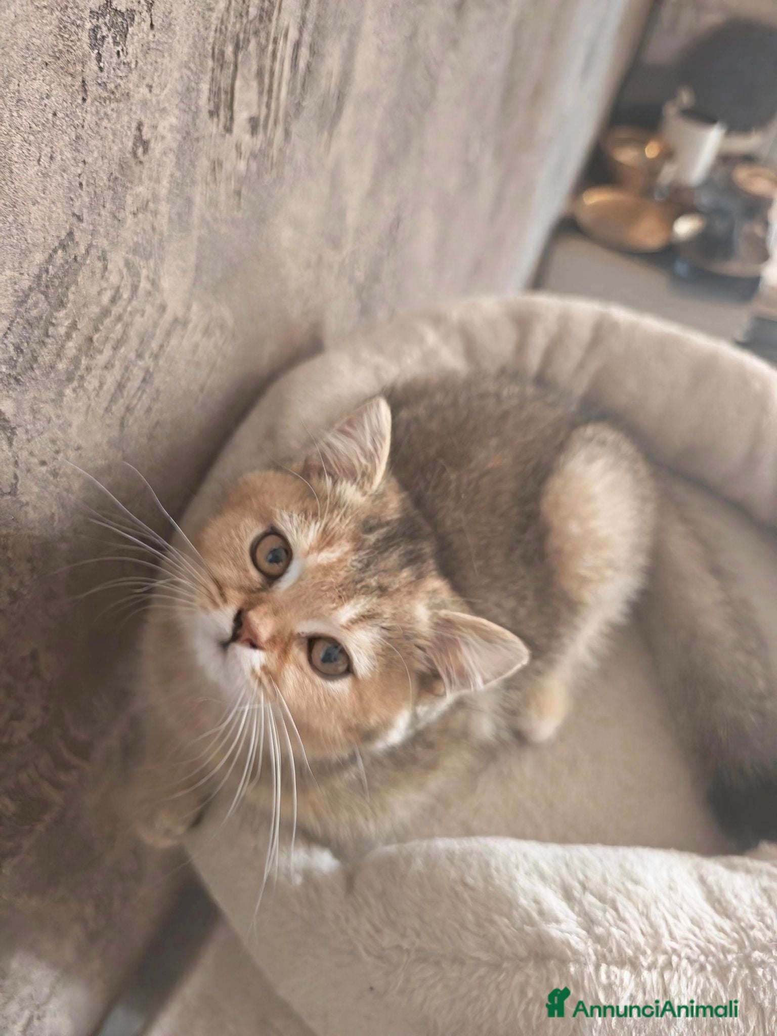 British gatti Cuccioli da genitori British short hair - Annuncio 2