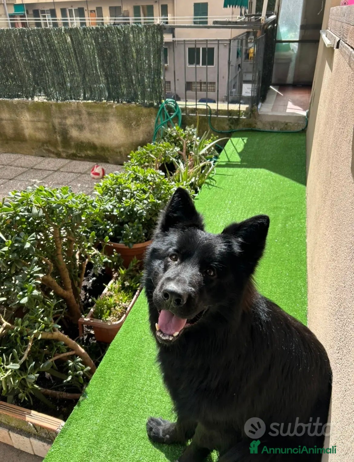 Pastore Tedesco cani Rio pastore tedesco nero  - Annuncio 8