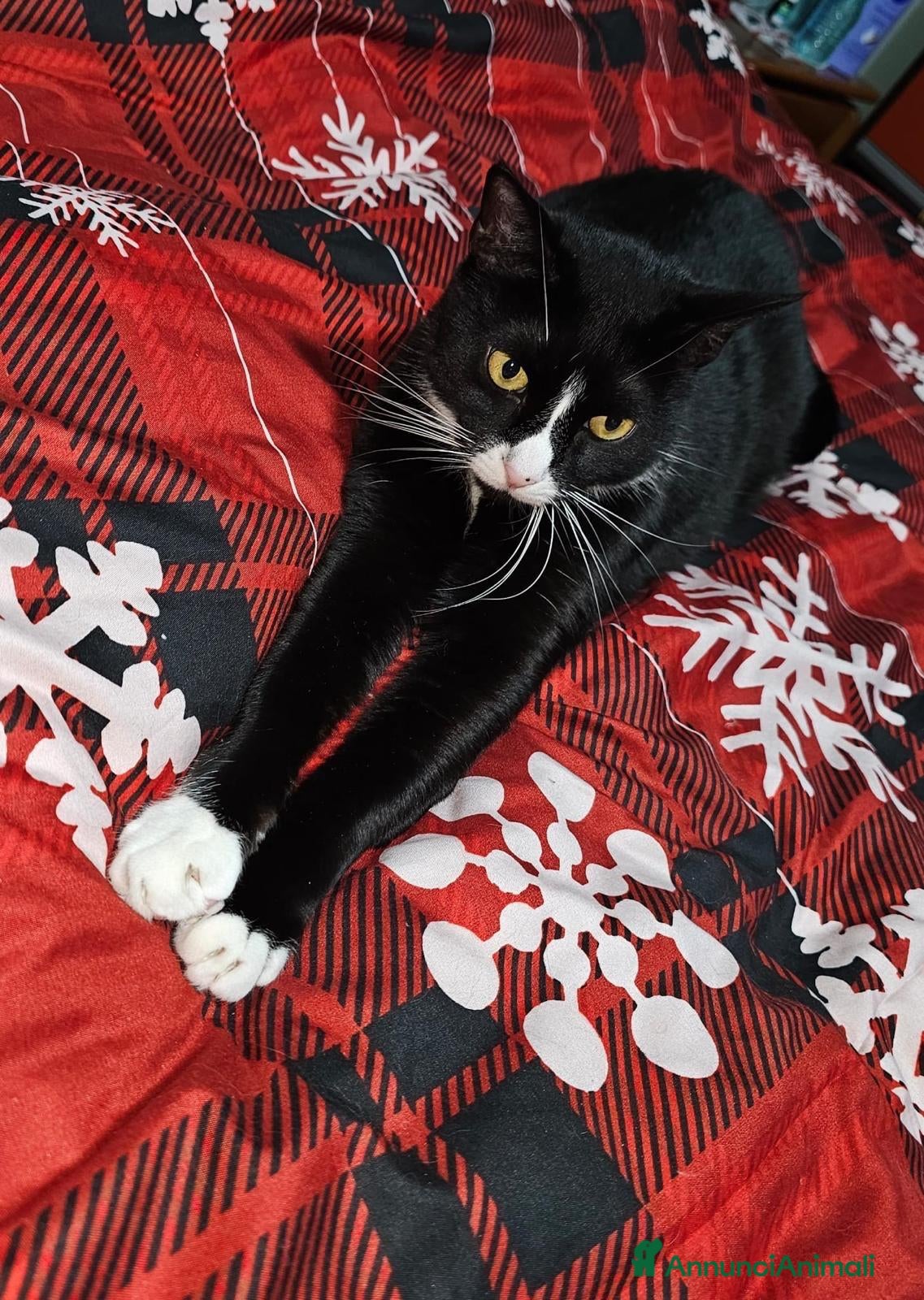 Meticcio gatti GATTO - Annuncio 2