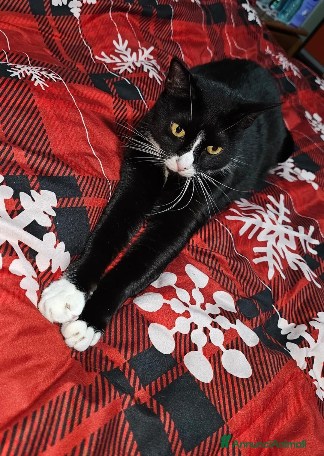 Meticcio gatti in regalo: GATTO - Annuncio 1