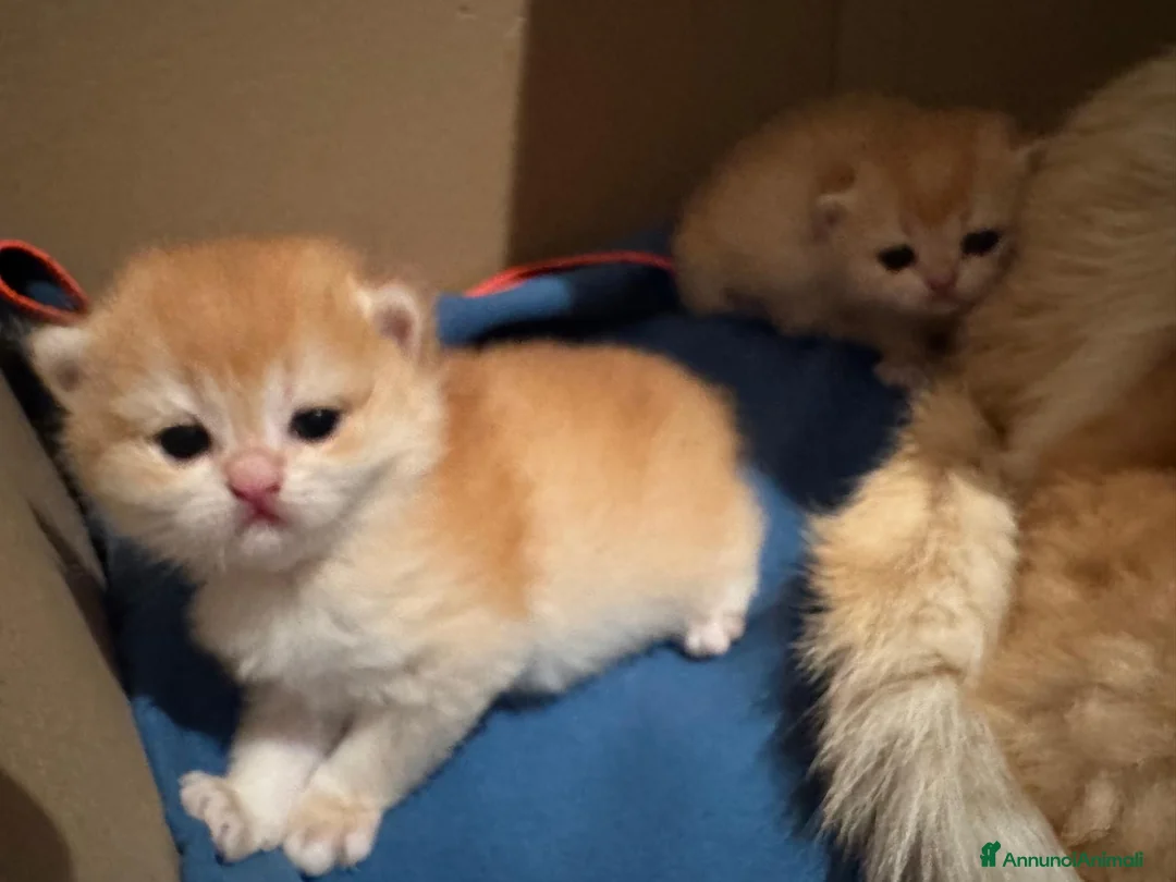 British gatti in vendita: Gattini British shorthair golden chell ny12 - Annuncio 4