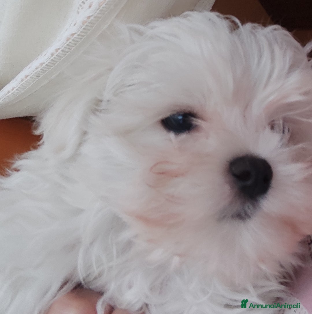 Maltese cani in vendita: Maltese - Annuncio 3