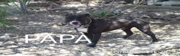 Staffordshire cani in vendita: Cuccioli Staffordshire bull terrier  - Annuncio 7