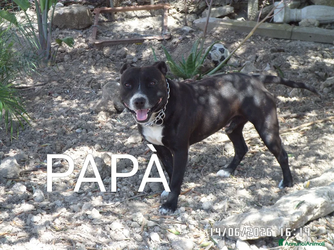 Staffordshire cani in vendita: Cuccioli Staffordshire bull terrier  - Annuncio 7