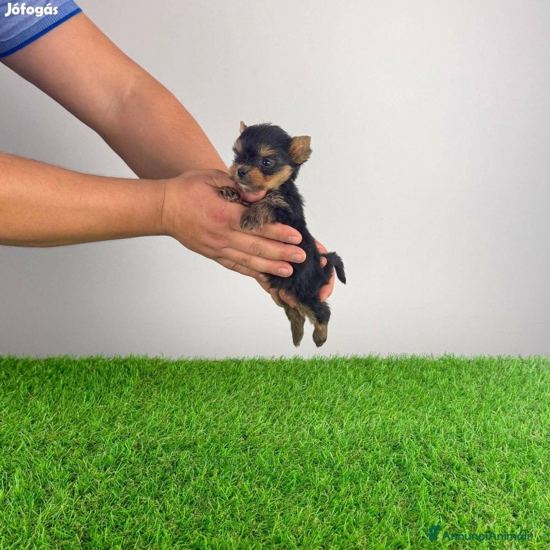 Yorkshire cani in vendita: Yorkshire - Annuncio 1