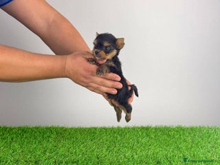 Yorkshire cani Yorkshire - Annuncio 1