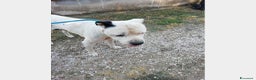 Meticcio cani in regalo: Klaus dolcissimo testone cerca casa a Roma - Annuncio 2