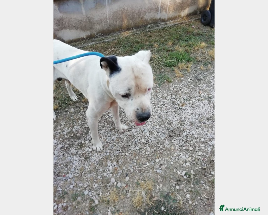 Meticcio cani in regalo: Klaus dolcissimo testone cerca casa a Roma - Annuncio 2