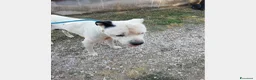 Meticcio cani in regalo: Klaus dolcissimo testone cerca casa a Roma - Annuncio 2