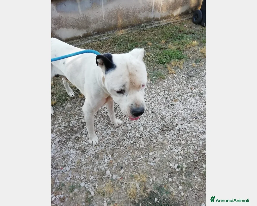 Meticcio cani in regalo: Klaus dolcissimo testone cerca casa a Roma - Annuncio 2