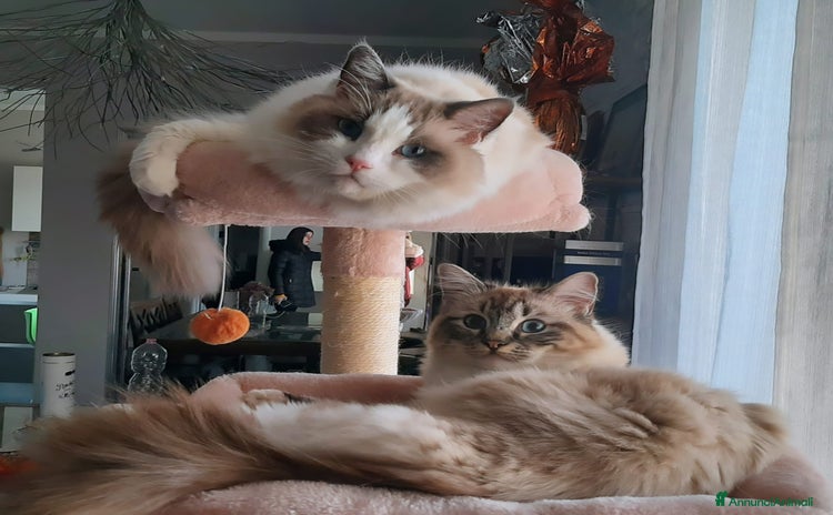 Ragdoll gatti a Provincia di Brescia - Annuncio 7