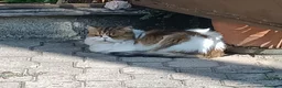 Persiano gatti in regalo: VAL PELLICE REGALIAMO 2  GATTINE PERSIANE  a Città Metropolitana di Torino - Annuncio 2