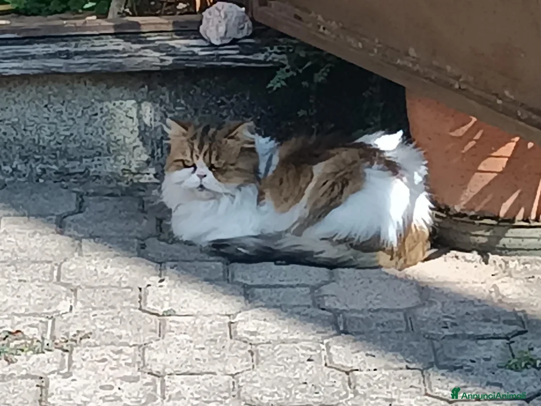 Persiano gatti in regalo: VAL PELLICE REGALIAMO 2  GATTINE PERSIANE  a Città Metropolitana di Torino - Annuncio 2
