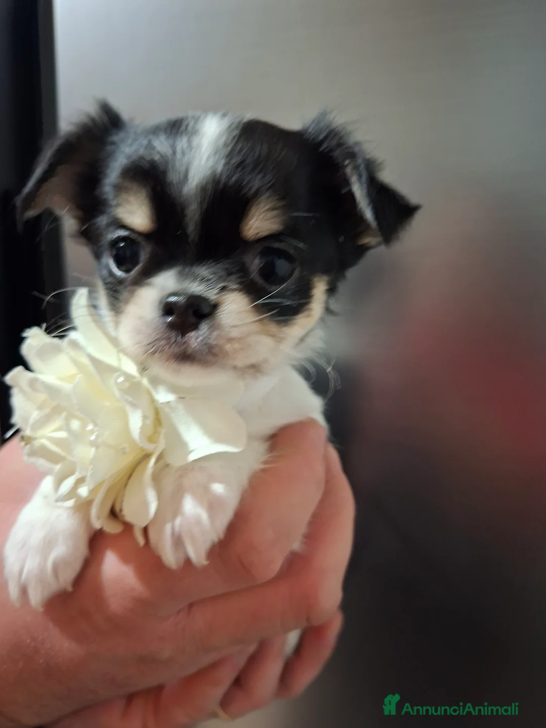 Chihuahua cani in vendita: Chihuahua pelo lungo  - Annuncio 14